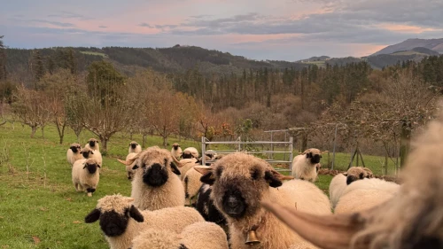 Valais Martutxu